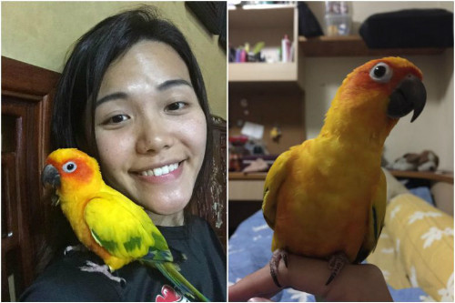 Con vẹt này là quà ông Yu tặng con gái. Con vẹt này là quà ông Yu tặng con gái và đã được nuôi trong nhà 7 năm. Ảnh:Straits Times.