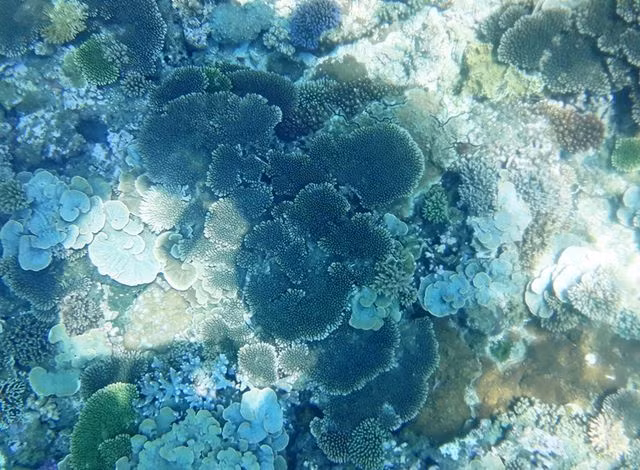 Thiên đường biển Kỳ Co “quá tải” dịp nghỉ lễ - 9