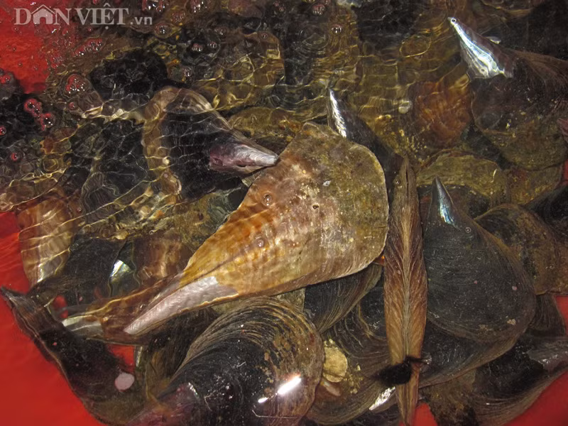 top 10 dac san hai san ngon nhat dat viet duoc sach ky luc ghi nhan hinh anh 17