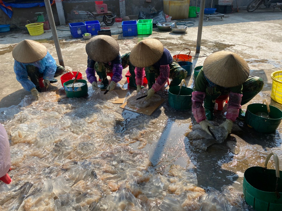 Tại các điểm thu mua sứa luôn tấp nập và nhộn nhịp. Trên khuôn mặt mọi người, ai cũng lộ rõ vẻ mệt mỏi sau một đêm thức trắng đi săn sứa, nhưng kèm theo đó là niềm vui khi kiếm được số tiền khá sau ngày lao động vất vả. Tại các điểm thu mua sứa luôn tấp nập và nhộn nhịp. Trên khuôn mặt mọi người, ai cũng lộ rõ vẻ mệt mỏi sau một đêm thức trắng đi săn sứa, nhưng kèm theo đó là niềm vui khi kiếm được số tiền khá sau ngày lao động vất vả.