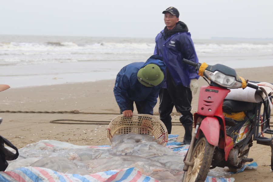 Theo ngư dân, mùa đánh bắt sứa kéo dài từ tháng Giêng đến tháng 4 Âm lịch. Mỗi ngày, một thuyền, bè có thể đánh bắt được 2 chuyến sứa, mỗi chuyến trung bình 1 đến 2 tạ, thời điểm trúng có thể lên 3 đến 4 tạ. Theo ngư dân, mùa đánh bắt sứa kéo dài từ tháng Giêng đến tháng 4 Âm lịch. Mỗi ngày, một thuyền, bè có thể đánh bắt được 2 chuyến sứa, mỗi chuyến trung bình 1 đến 2 tạ, thời điểm trúng có thể lên 3 đến 4 tạ.