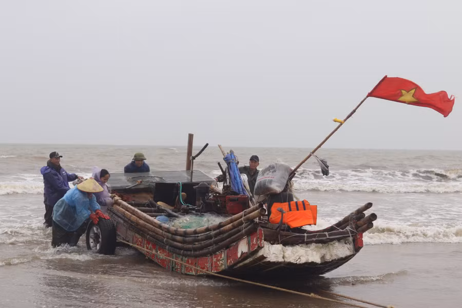 Vài năm nay, nghề săn sứa biển mang lại thu nhập chính và ổn định cho nhiều hộ gia đình ở huyện Hoằng Hoá. Chính vì vậy, sứa biển được coi là mỏ “vàng trắng” đối với nhiều gia đình nơi đây.