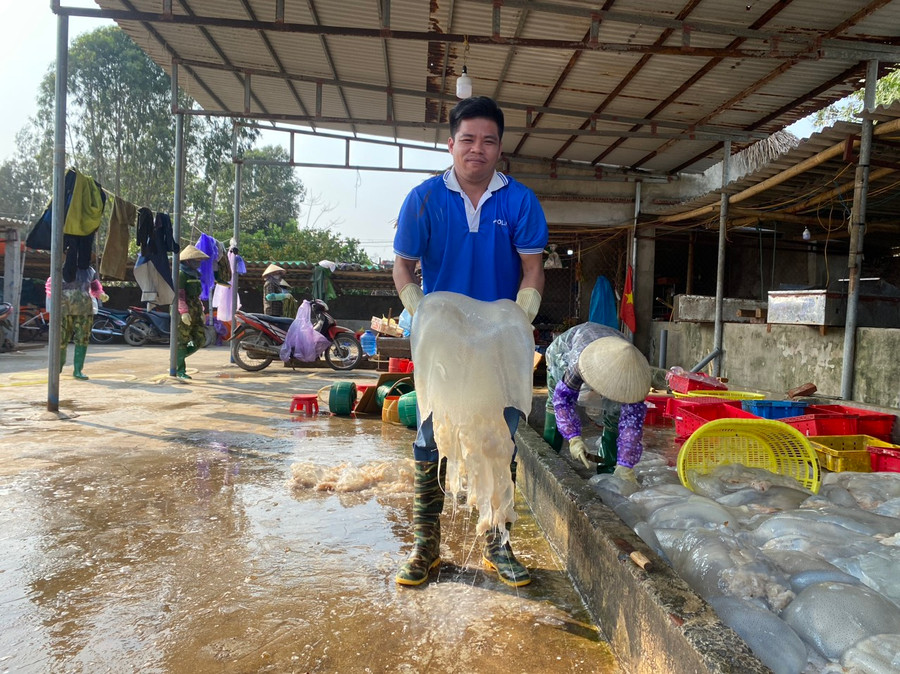 Sứa sau khi đánh bắt được các cơ sở chế biến thu mua để làm thành các sản phẩm bán đi trong và ngoài nước. Sứa sau khi đánh bắt được các cơ sở chế biến thu mua để làm thành các sản phẩm bán đi trong và ngoài nước.