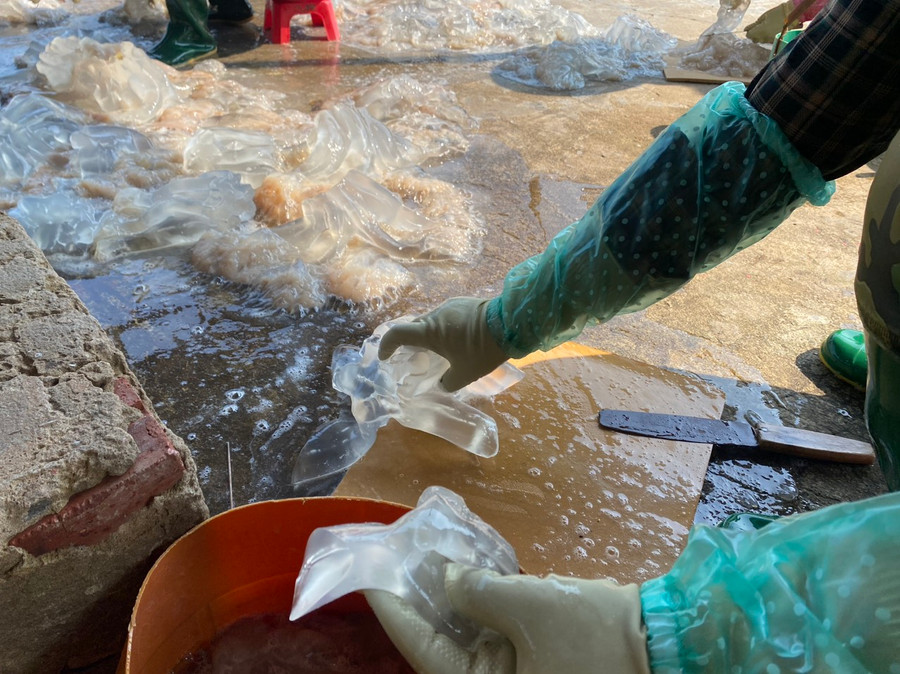 Toàn bộ cơ thể sứa đều có thể chế biến thành thức ăn, trong đó phần chân sứa có giá trị cao nhất. Toàn bộ cơ thể sứa đều có thể chế biến thành thức ăn, trong đó phần chân sứa có giá trị cao nhất.