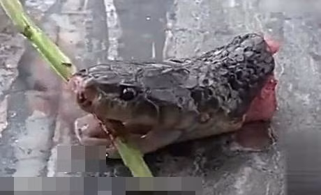 Thất kinh đầu rắn bị chặt đứt 20 phút bất ngờ cắn chết đầu bếp