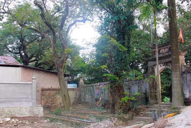 Hà Nội: Sẽ chặt hạ cây sưa trăm tỷ để dân làng “ăn tết cho ngon” - 1