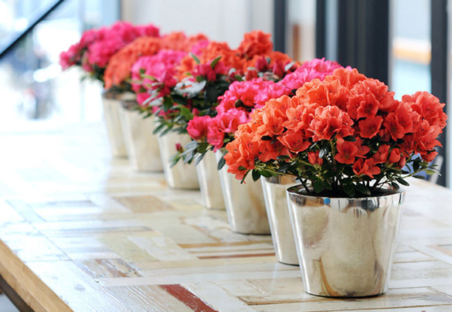 6 loại hoa hút tài lộc vào nhà nhất định phải có trong ngày Tết Kỷ Hợi 2019