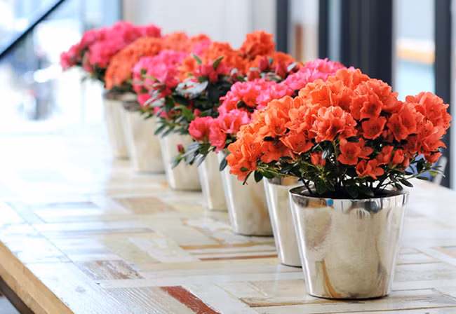 6 loại hoa hút tài lộc vào nhà nhất định phải có trong ngày Tết Kỷ Hợi 2019