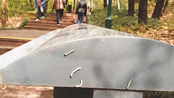 TQ: Hàng triệu con sâu đo “uy hiếp” thành phố Nam Kinh