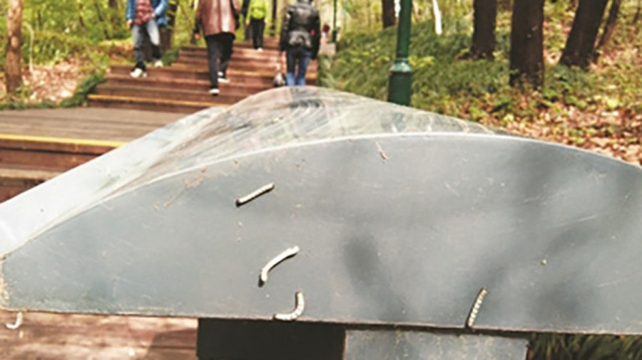 TQ: Hàng triệu con sâu đo "uy hiếp" thành phố Nam Kinh hình ảnh 1 tq: hang trieu con sau do "uy hiep" thanh pho nam kinh hinh anh 1