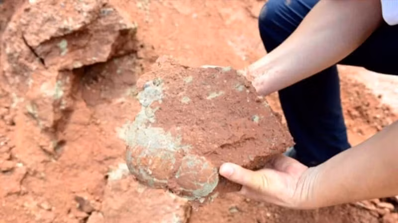 Chơi đùa bên sông, cậu bé vô tình phát hiện nguyên ổ trứng khủng long hóa thạch