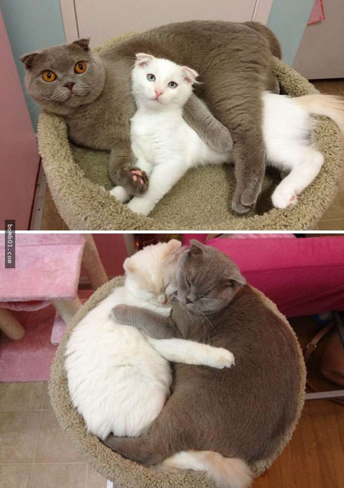 thu cung blogtin (20)