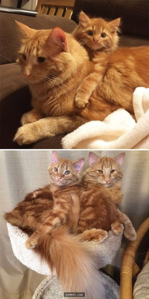 thu cung blogtin (22)