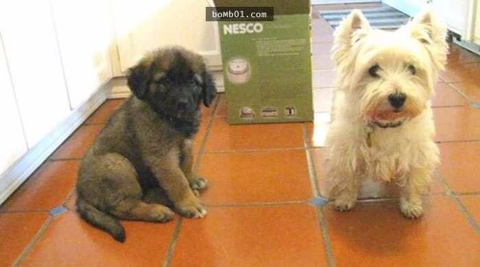 22 bức ảnh siêu dễ thương của thú cưng ‘thanh mai trúc mã’ 