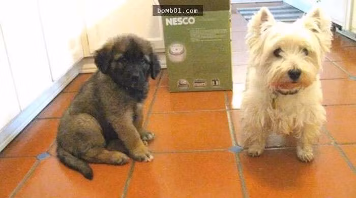 22 bức ảnh siêu dễ thương của thú cưng ‘thanh mai trúc mã’ 