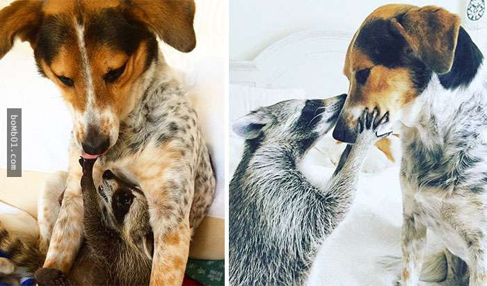 thu cung blogtin (13)