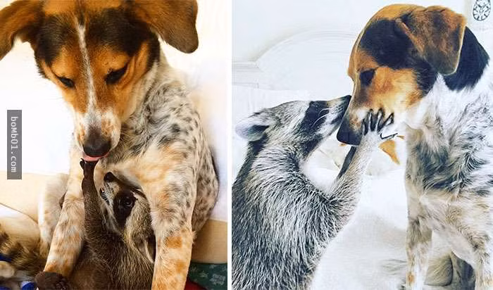 thu cung blogtin (13)