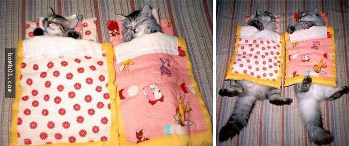 thu cung blogtin (16)