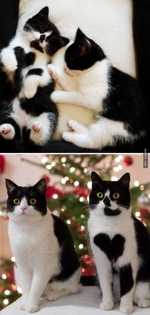 thu cung blogtin (11)