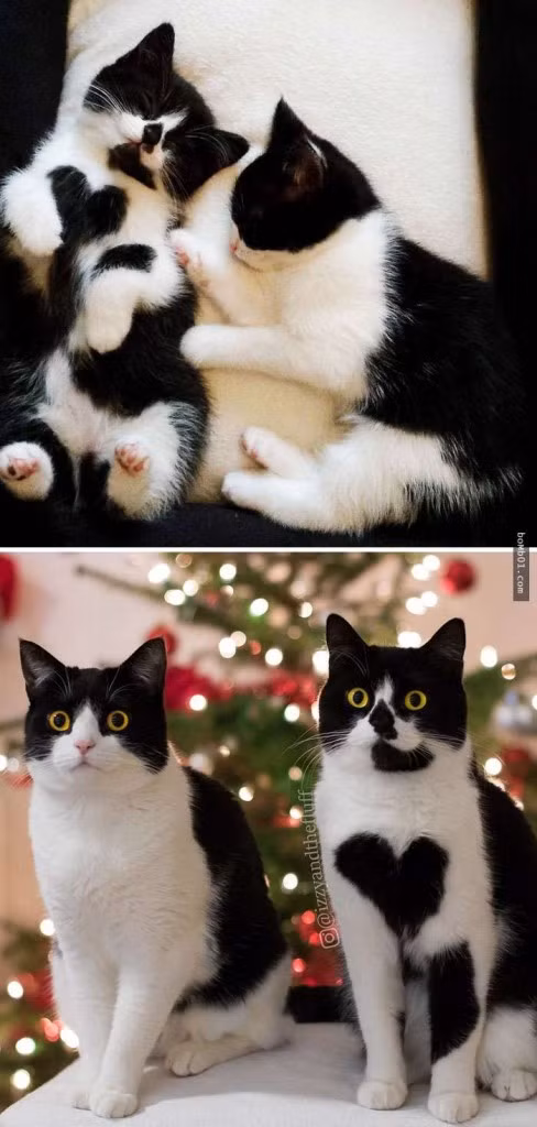 thu cung blogtin (11)