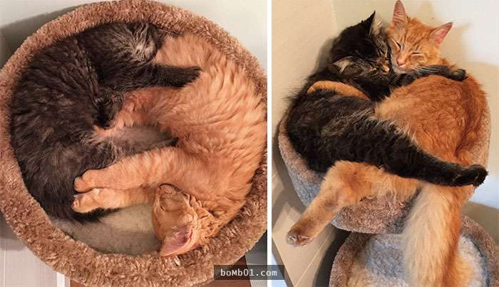 thu cung blogtin (9)