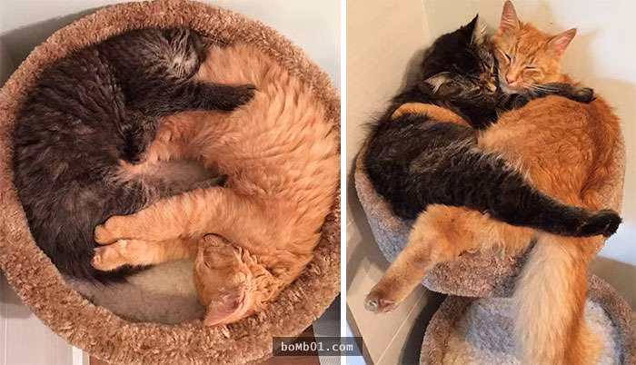 thu cung blogtin (9)