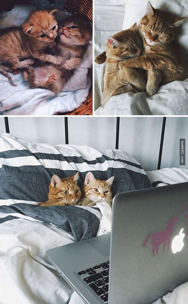 thu cung blogtin (5)