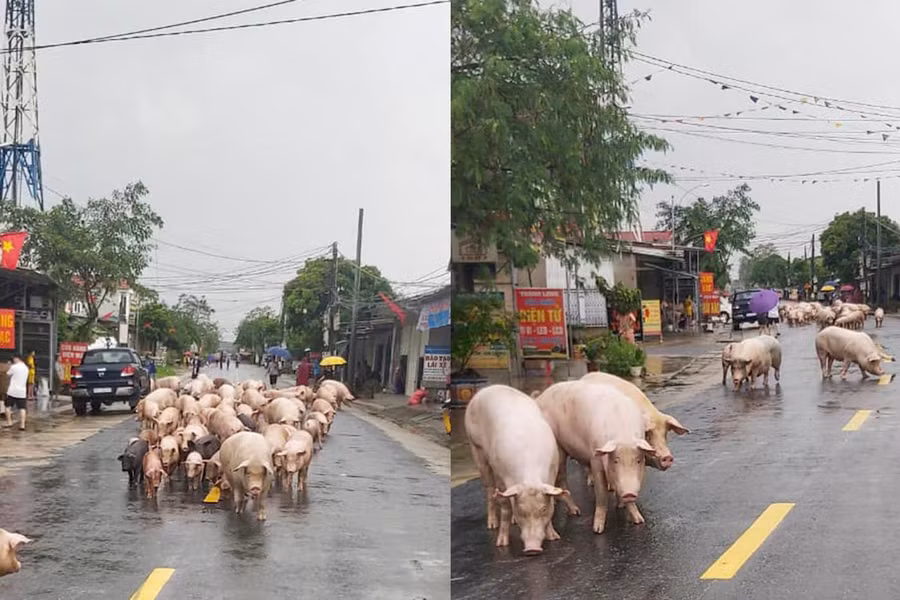 Người dân xã Thanh Mỹ, huyện Thanh Chương lùa đàn gia súc đi tránh lũ.