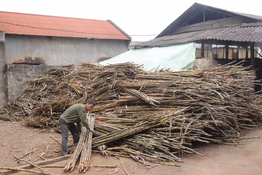 Theo người dân địa phương, nghề làm mật mía ở Thạch Thành kéo dài quanh năm nhưng chính vụ là từ tháng 9 đến tháng Giêng (Âm lịch) năm sau. Theo người dân địa phương, nghề làm mật mía ở Thạch Thành kéo dài quanh năm nhưng chính vụ là từ tháng 9 đến tháng Giêng (Âm lịch) năm sau.