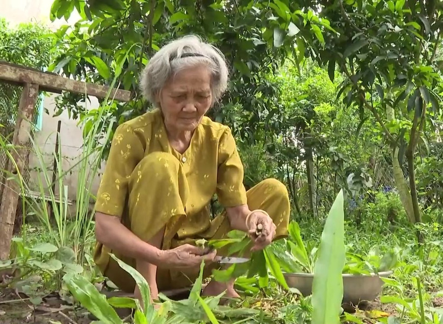 Gia đình bà Rô vẫn cố gắng từng ngày với mảnh vườn trồng Xoài. Gia đình bà Rô vẫn cố gắng từng ngày với mảnh vườn trồng Xoài.