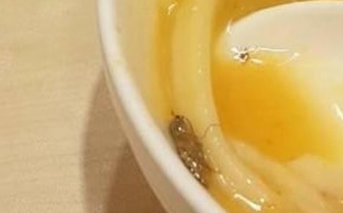 Chủ nhà hàng trả lời “bá đạo” khi khách tố có gián trong đồ ăn ảnh 2 Con gián được phát hiện trong bát mì.
