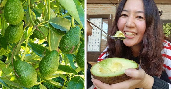 8 thực phẩm chữa đau nửa đầu hiệu quả hơn cả thuốc-1