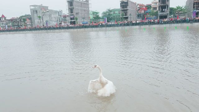 Người dân Hải Phòng đổ xô đi ngắm đàn thiên nga trên sông Tam Bạc - 8 Người dân Hải Phòng đổ xô đi ngắm đàn thiên nga trên sông Tam Bạc - 8