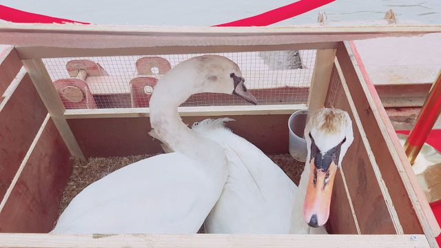 Người dân Hải Phòng đổ xô đi ngắm đàn thiên nga trên sông Tam Bạc - 5 Người dân Hải Phòng đổ xô đi ngắm đàn thiên nga trên sông Tam Bạc - 5