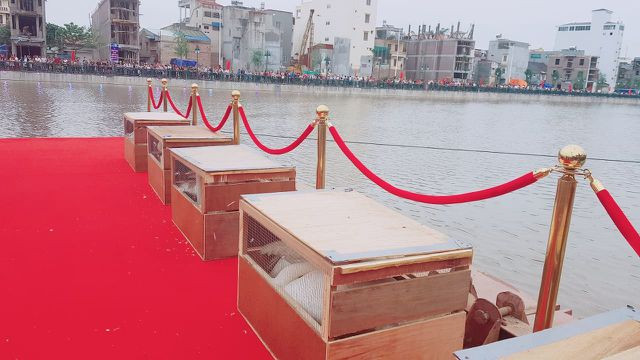 Người dân Hải Phòng đổ xô đi ngắm đàn thiên nga trên sông Tam Bạc - 4 Người dân Hải Phòng đổ xô đi ngắm đàn thiên nga trên sông Tam Bạc - 4