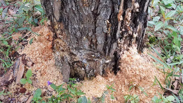 Hơn 10ha rừng thông bị đầu độc, không thể cứu chữa - 2