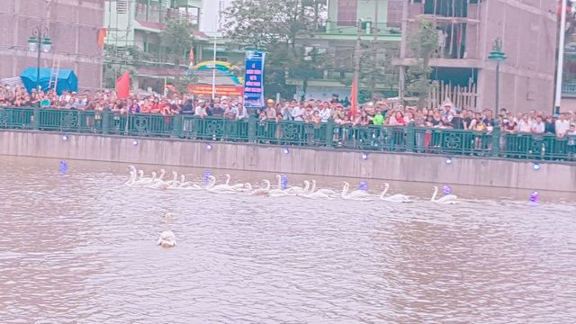 Người dân Hải Phòng đổ xô đi ngắm đàn thiên nga trên sông Tam Bạc - 1 Người dân Hải Phòng đổ xô đi ngắm đàn thiên nga trên sông Tam Bạc - 1