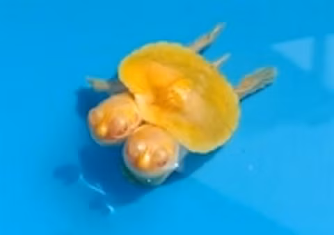 Tận mắt thấy rùa vàng hai đầu giá gần tỷ cực quý hiếm