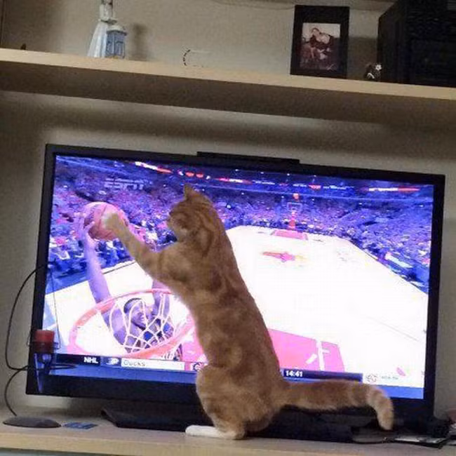 loat anh de khien anh em xem xong... "cuoi ngat" hinh anh 3