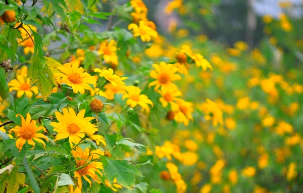 Đi là đến - Kỳ 2: Đi trong mùa hoa