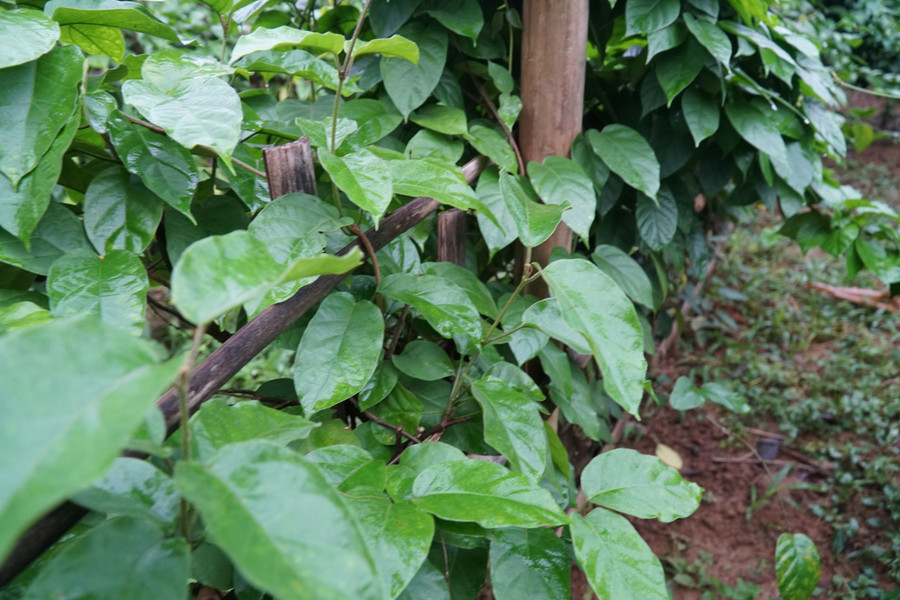 Sản phẩm cây dây Thìa Canh lá to được trồng tại xóm Đồng Phủ 1, xã Yên Ninh, huyện Phú Lương, tỉnh Thái Nguyên. Sản phẩm cây dây Thìa Canh lá to được trồng tại xóm Đồng Phủ 1, xã Yên Ninh, huyện Phú Lương, tỉnh Thái Nguyên.