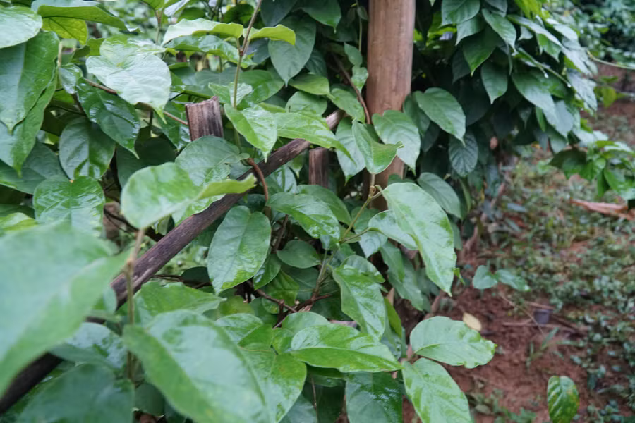 Sản phẩm cây dây Thìa Canh lá to được trồng tại xóm Đồng Phủ 1, xã Yên Ninh, huyện Phú Lương, tỉnh Thái Nguyên.