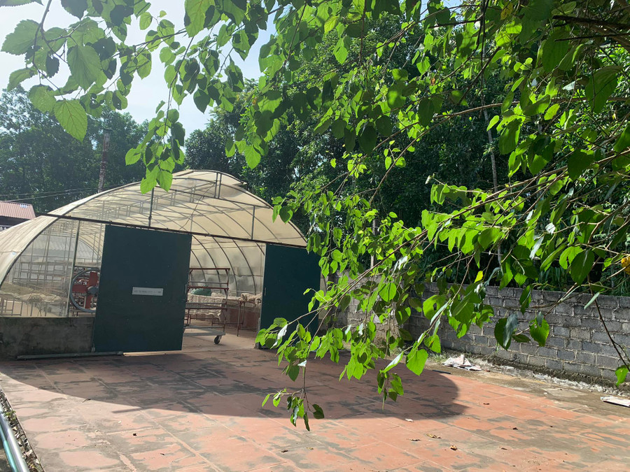 Sản phẩm dây Thìa Canh được sấy bằng năng lượng mặt trời.