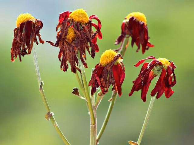 Những loại hoa không nên cúng Thần Tài kẻo mất lộc ảnh 4