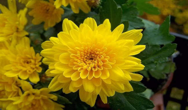 Những loại hoa không nên cúng Thần Tài kẻo mất lộc ảnh 1