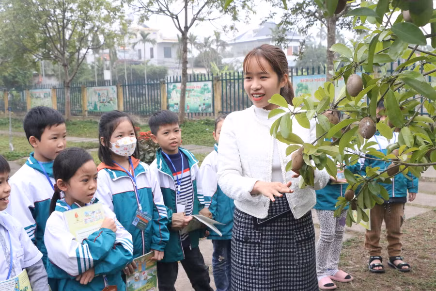 Cô trò Trường Tiểu học Hải Phú - huyện Hải Hậu cùng nhau tìm hiểu về nguồn gốc, đặc tính và tác dụng của cây Hồng xiêm tại vườn trường.