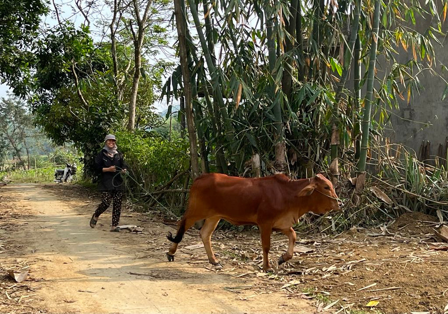 Bà Khuông Thị Loan phấn khởi dắt bò đi ăn cỏ.