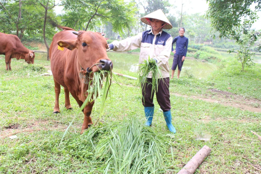 Đa dạng hóa sinh kế hỗ trợ các hộ nghèo, hộ cận nghèo.