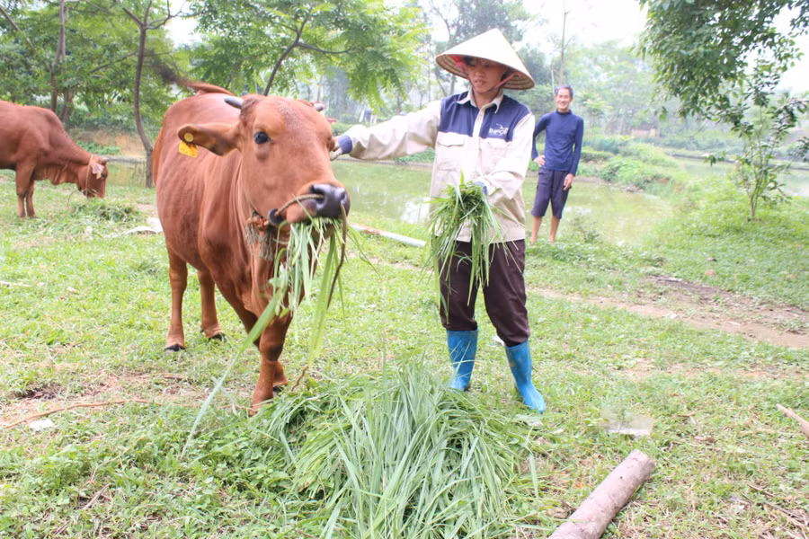 Đa dạng hóa sinh kế hỗ trợ các hộ nghèo, hộ cận nghèo.