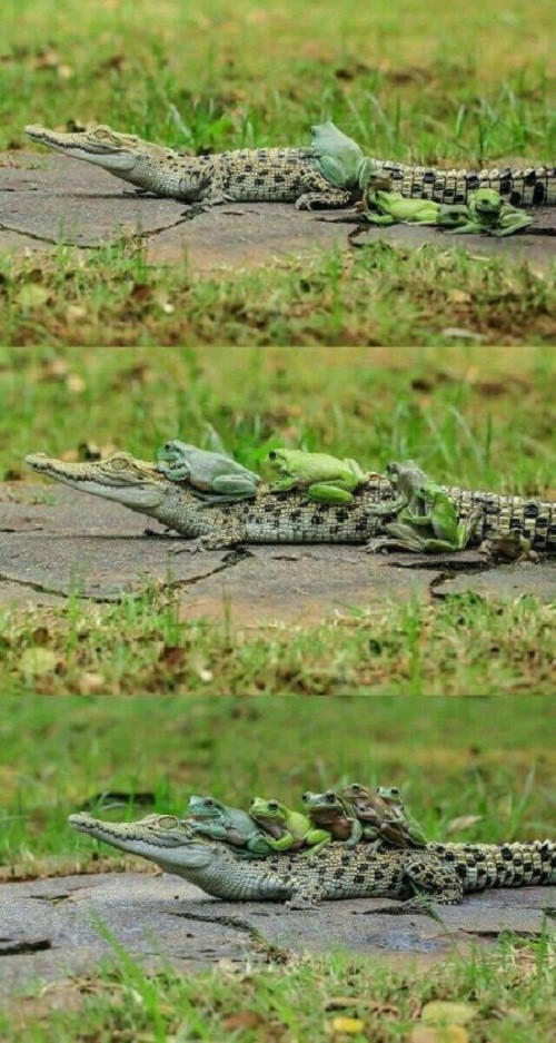 Xe ôm phiên bản động vật.